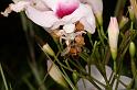 Thomisus_spectabilis_D4100_Z_88_Alexandra hills Brisbane_Australie